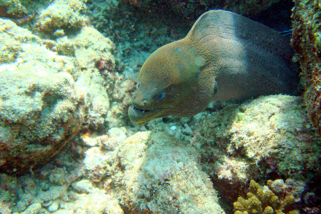 Riff Ellaidhoo Maldives by Cinnamon