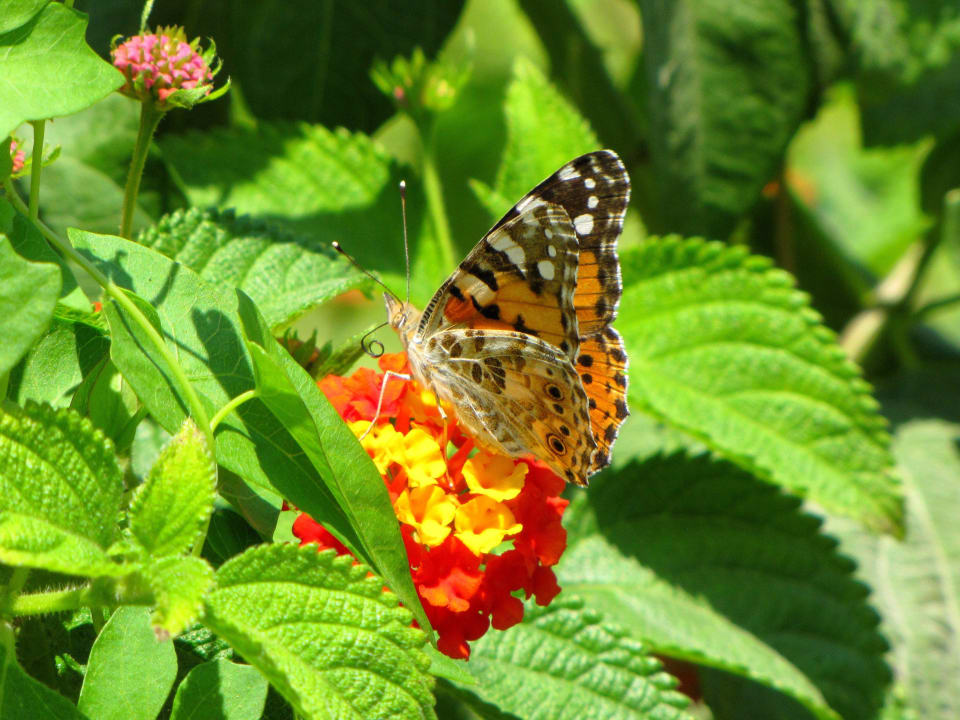 Beautiful butterfly in the garden Vivosa Apulia Resort