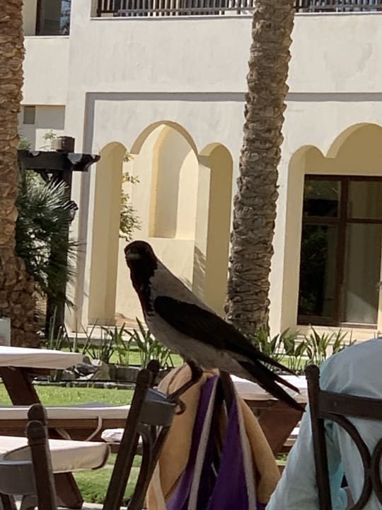 Gartenanlage Steigenberger ALDAU Beach Hotel