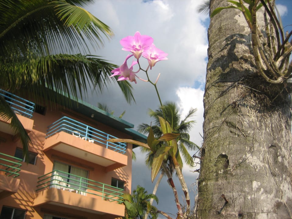 Orchidee wäschst direkt aus der Palme whala!boca chica