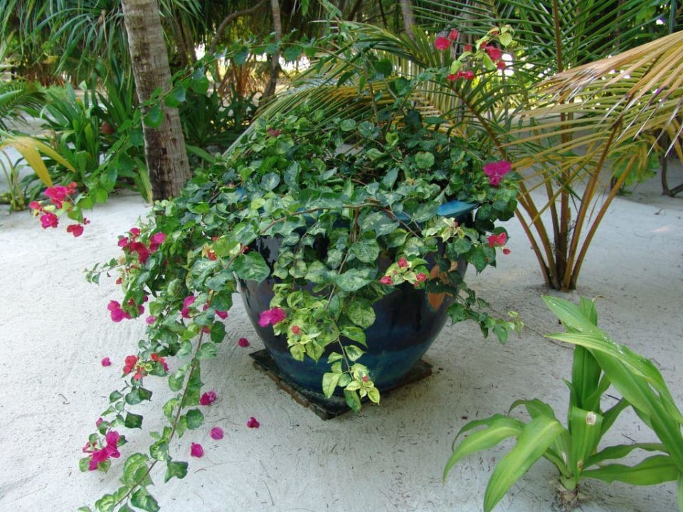 Schöne Blumen! Six Senses Kanuhura