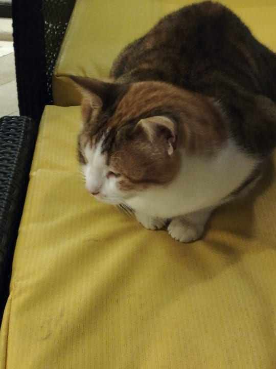 Sonstiges Makadi Spa - Adults only