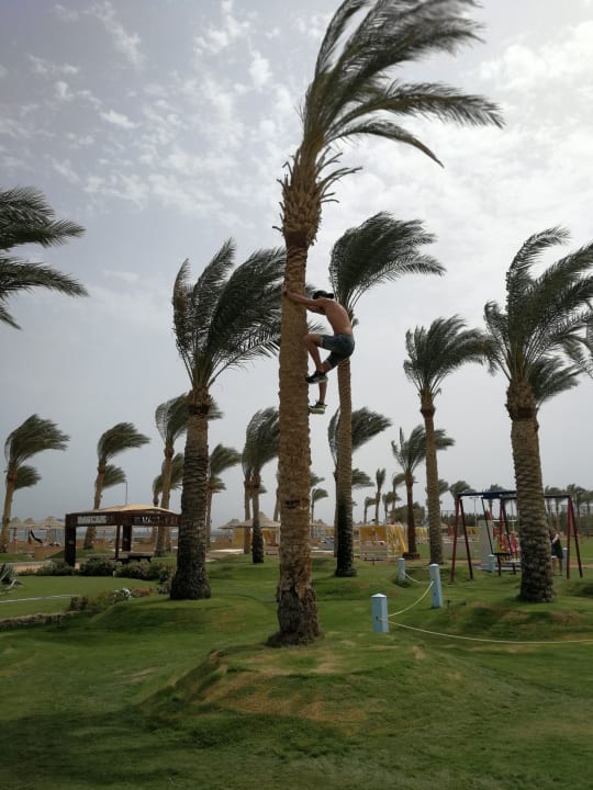 Gartenanlage Pickalbatros Royal Moderna Resort-Sharm El Sheikh