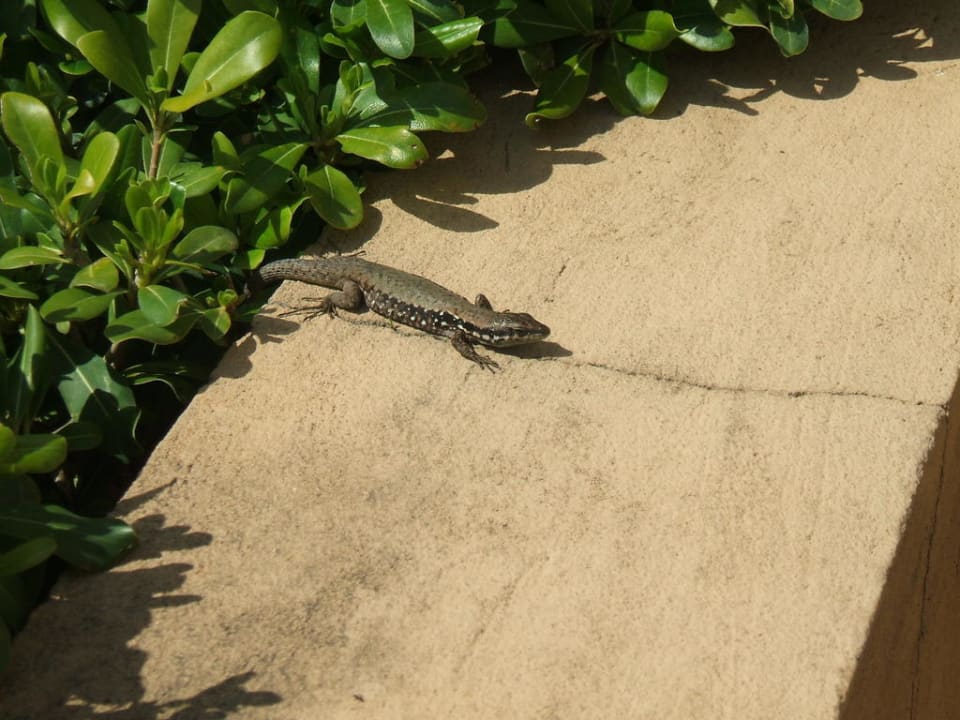 Kleiner Gecko Asteria Family Belek
