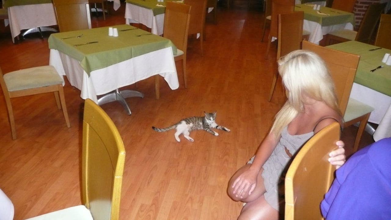 Katze im Restaurant Limak Limra Hotel & Resort