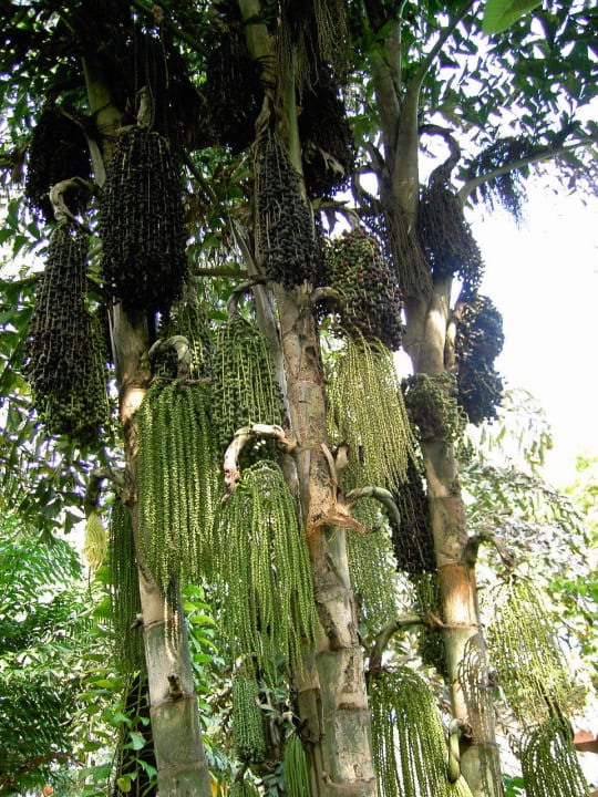 Wunderschöne Gartenanlage The Fair House Beach Resort