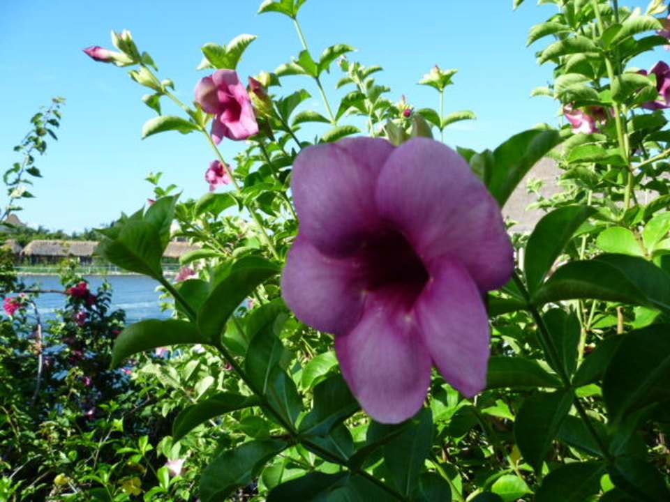 Herrliche Blumen Grand Palladium Select White Sand Resort & Spa