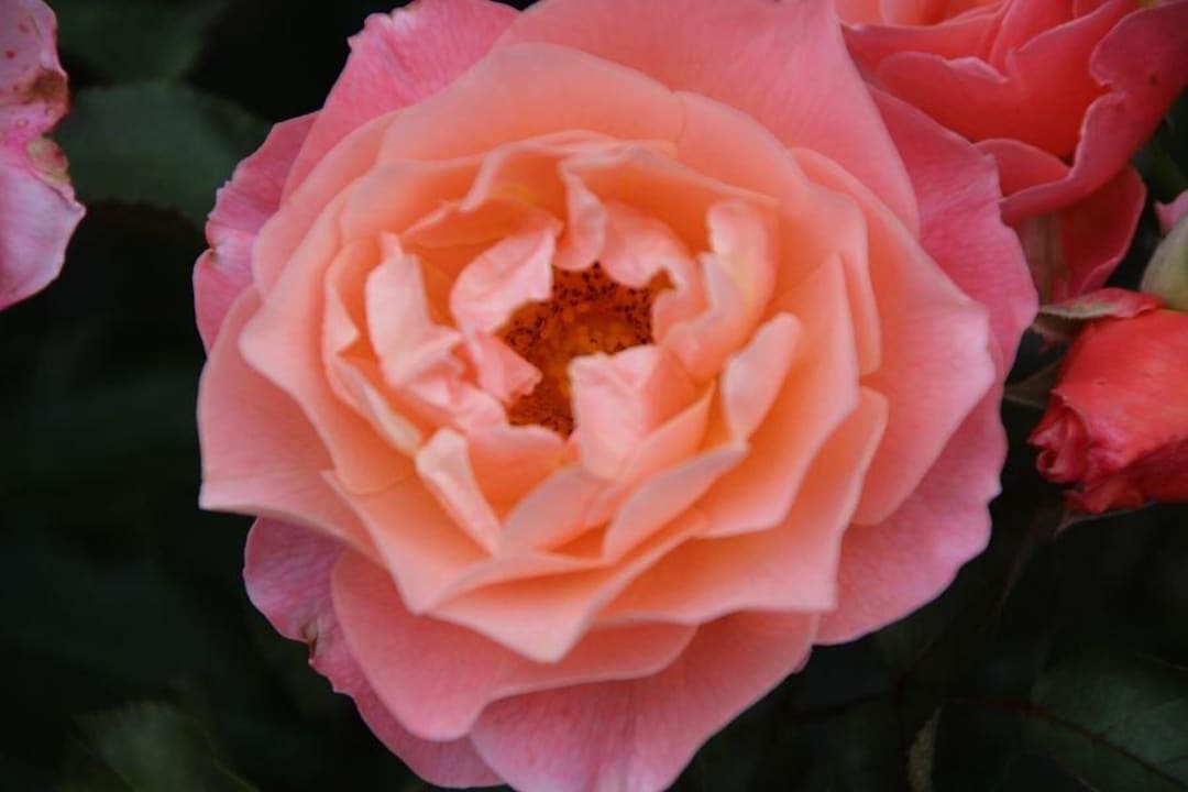 Gästegarten Haus 3 Ferienhaus Nehring