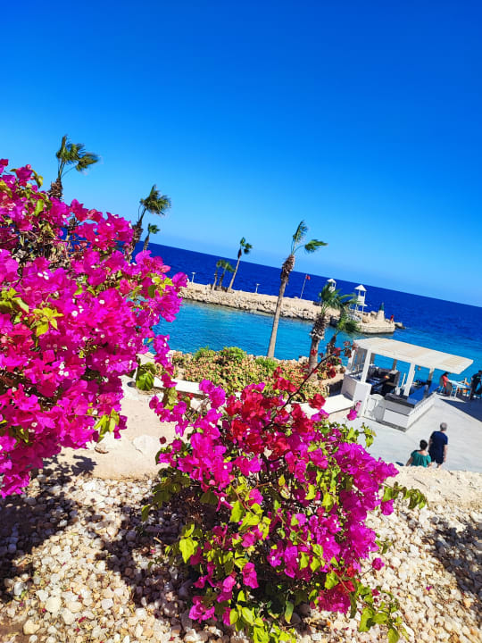 Ausblick Pickalbatros Citadel Resort