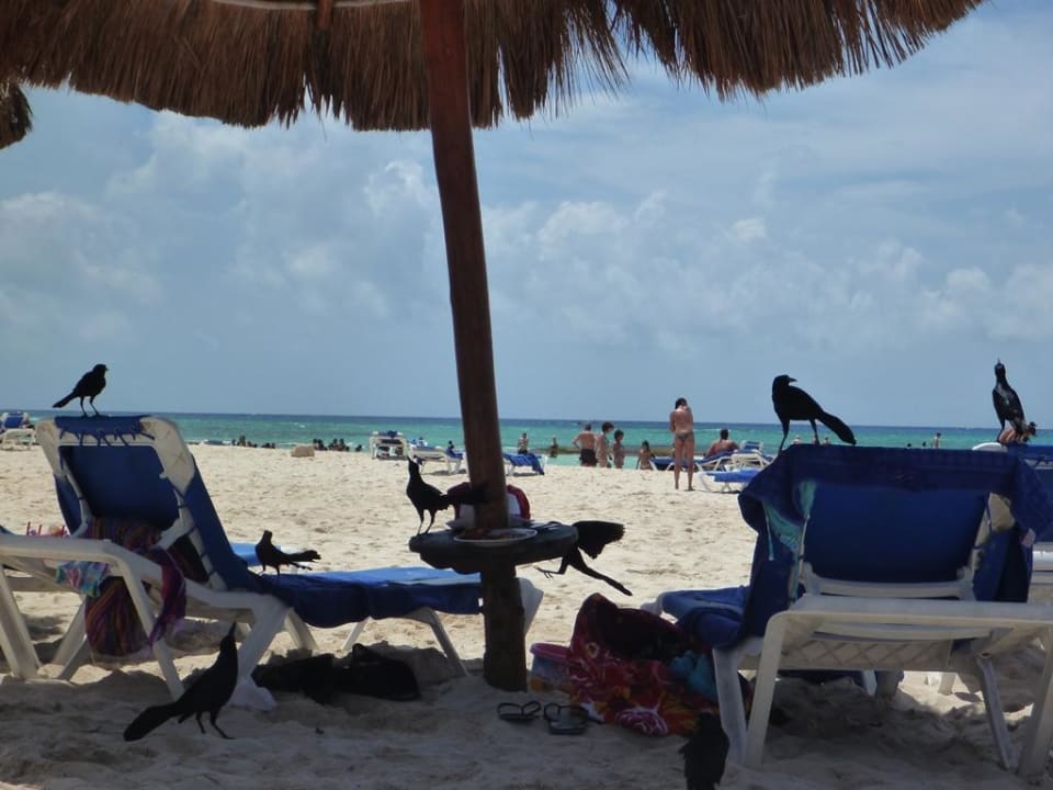 Die Vögel Sandos Caracol Eco Resort