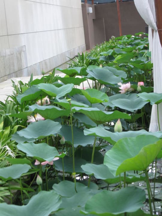 Auf dem Dach wunderbare Teiche Hotel Swissôtel Kolkata