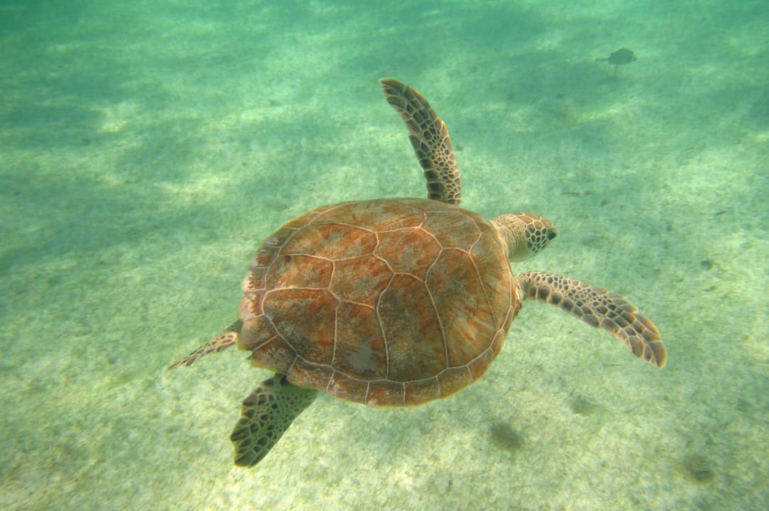 Sport & Freizeit Akumal Bay Beach & Wellness Resort