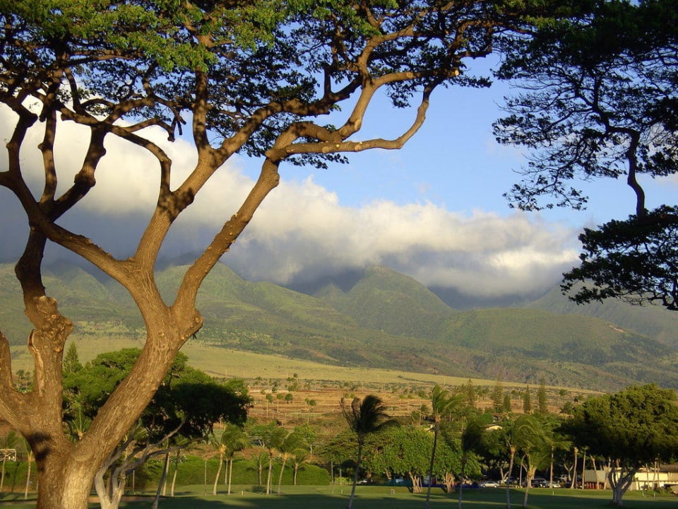 Ausblick an der Hotelzufahrt The Westin Maui Resort & Spa