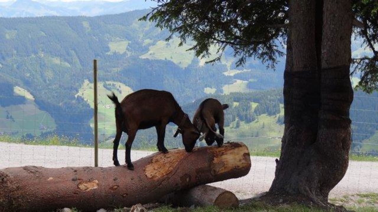 Ziegen Berggasthof Schatzbergalm