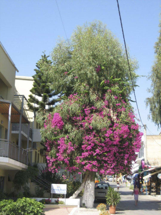 Der schönste Baum, direkt vor dem Corissia Corissia Beach Hotel