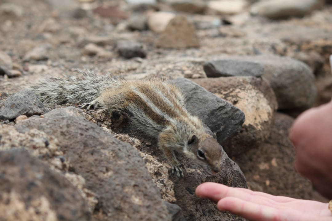 Ganz in der Nähe vom Hotel SBH Club Paraiso Playa