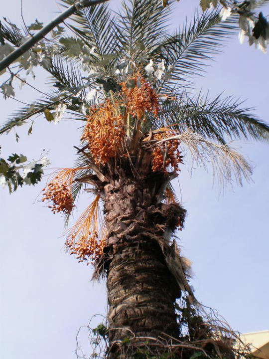 Datteln Belek Beach Resort Hotel