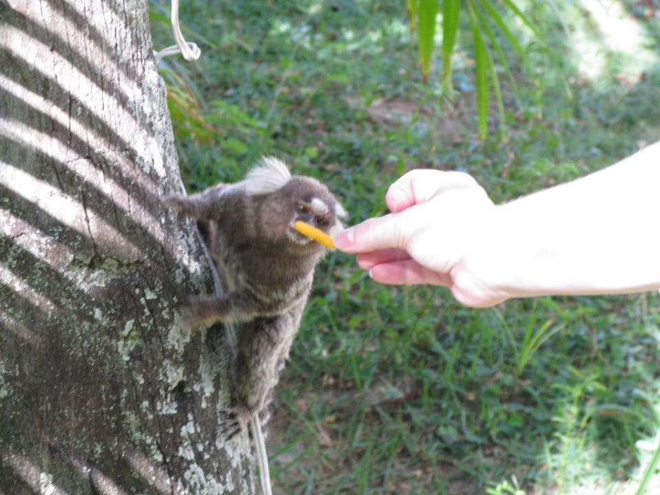 Nichtzahlender Hotelgast Hotel Porto Zarpa