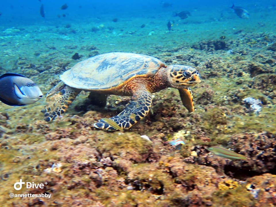 Sport & Freizeit Three Corners Equinox Beach Resort