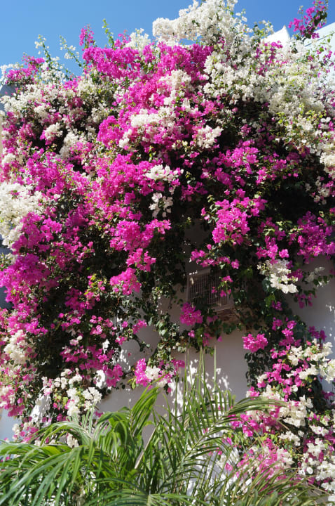 Schöne Pflanzen Hotel Kathrin Beach