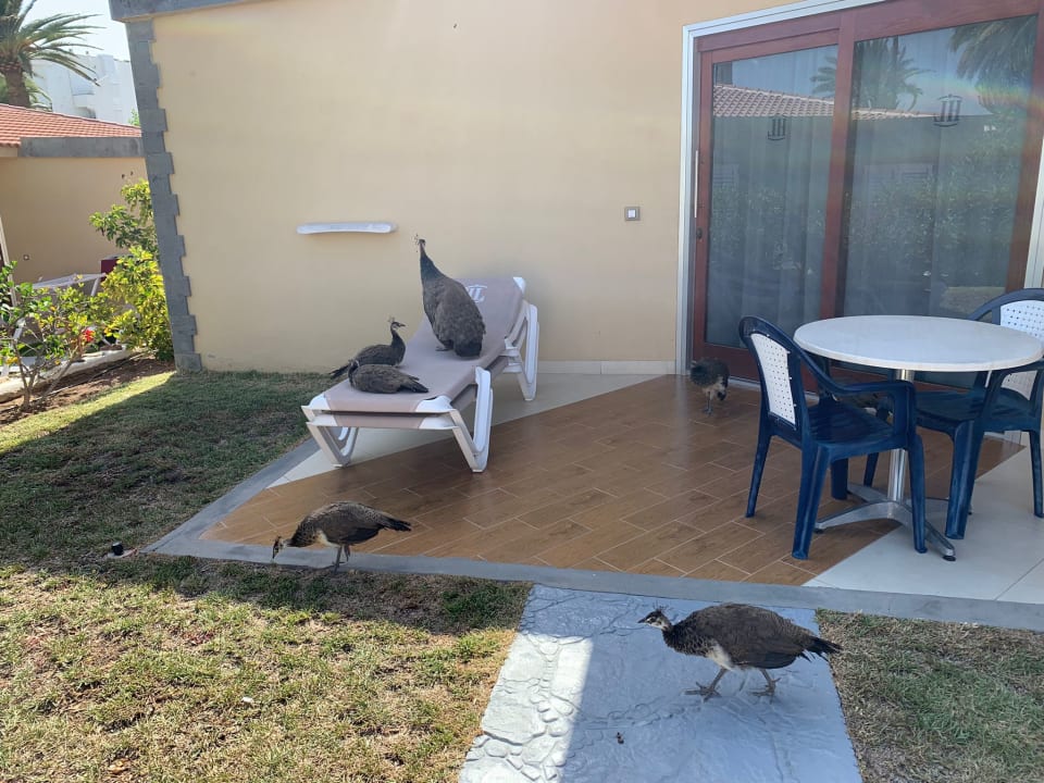 Zimmer HL Miraflor Suites Hotel