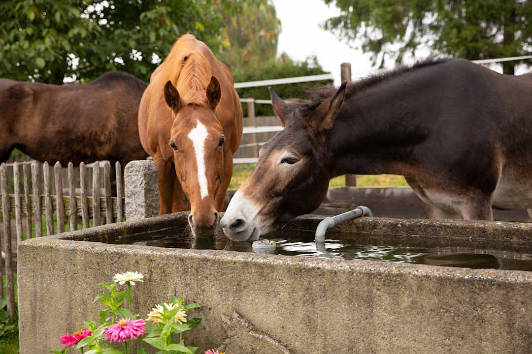 Ausblick Pension - Pferdehof - Haug