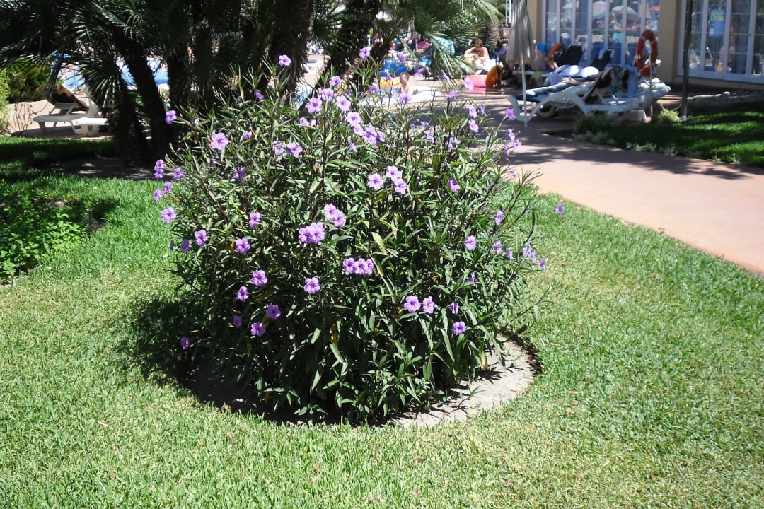 Areál hotela Alcudia Garden Aparthotel