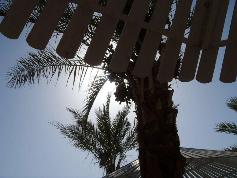 Sonne pur Albatros Sharm Resort