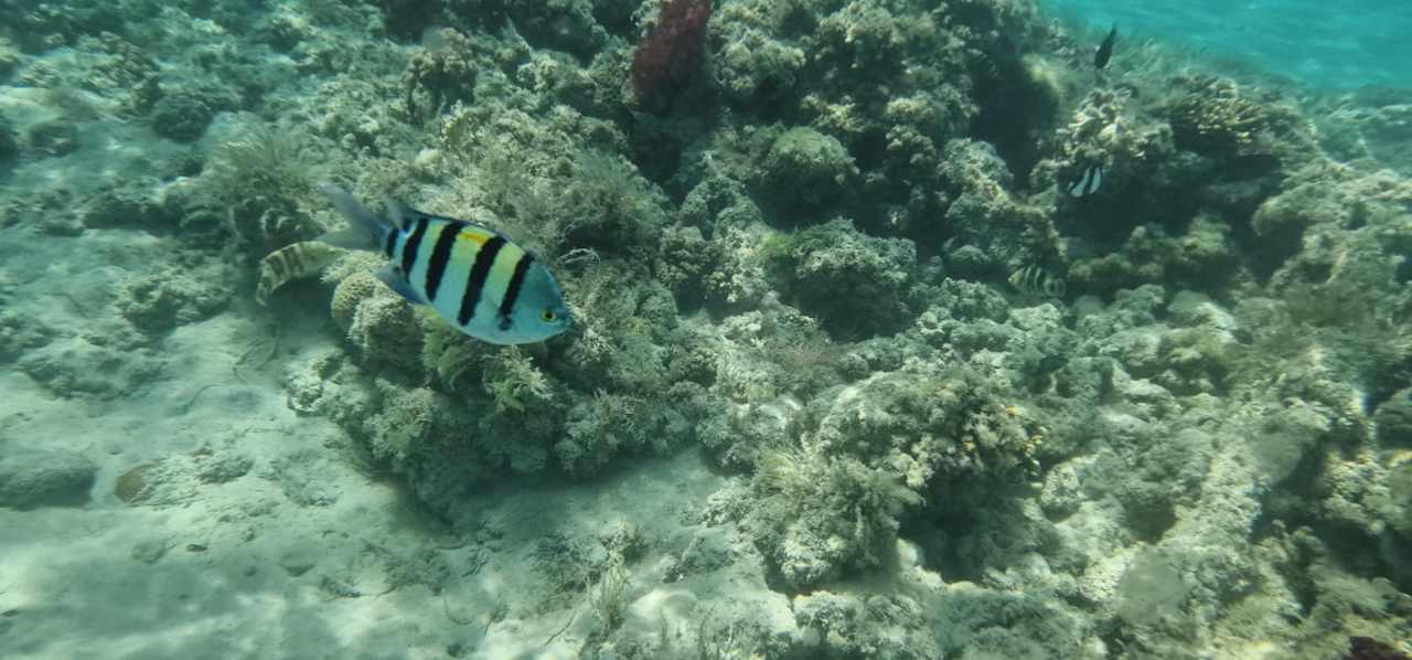 Außenansicht Shams Prestige Abu Soma-Adults Only