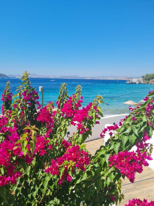 Ausblick TUI MAGIC LIFE Bodrum - Adult Only (16+)