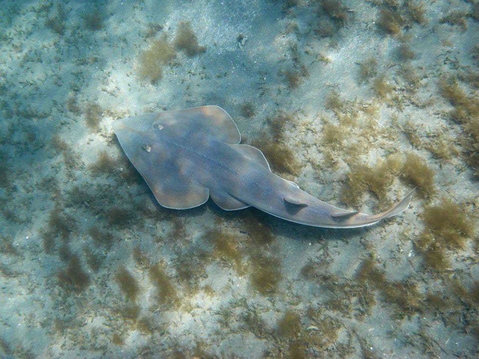 Gitarrenrochen Malikia Resort Abu Dabbab