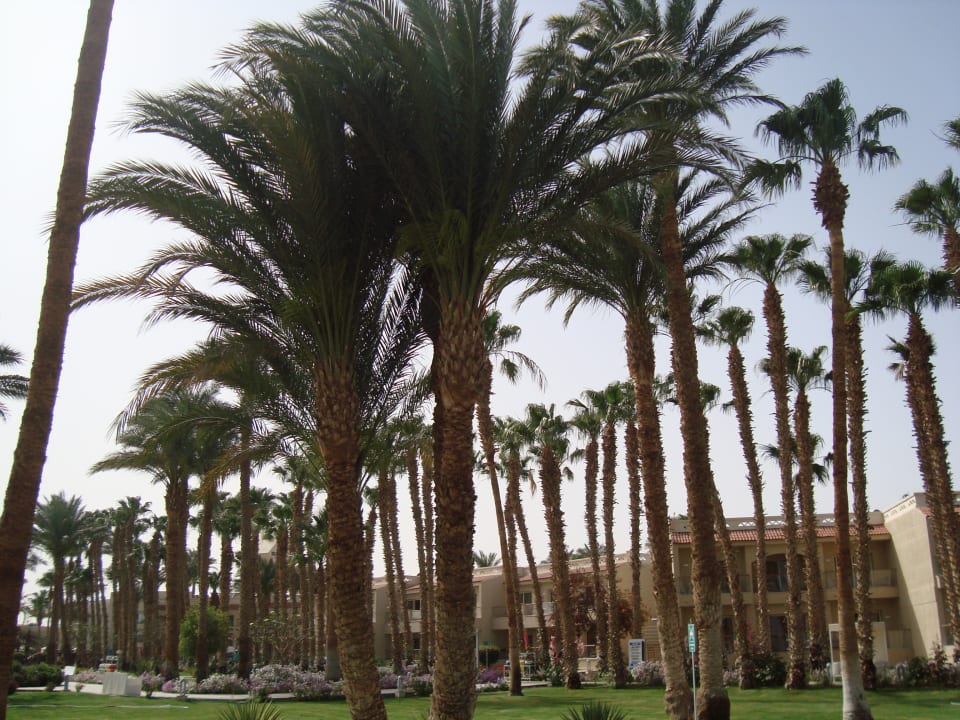 Gartenanlage Beach Albatros Resort