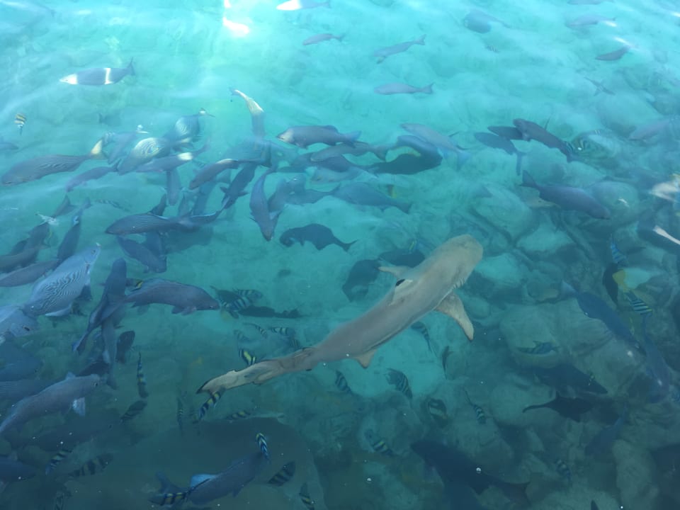 Fischfütterung  Summer Island Maldives