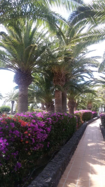 Weg Zum Restaurant Relaxia Olivina