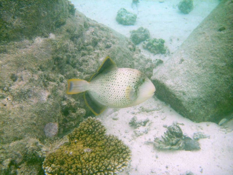 Weitere Fische Summer Island Maldives