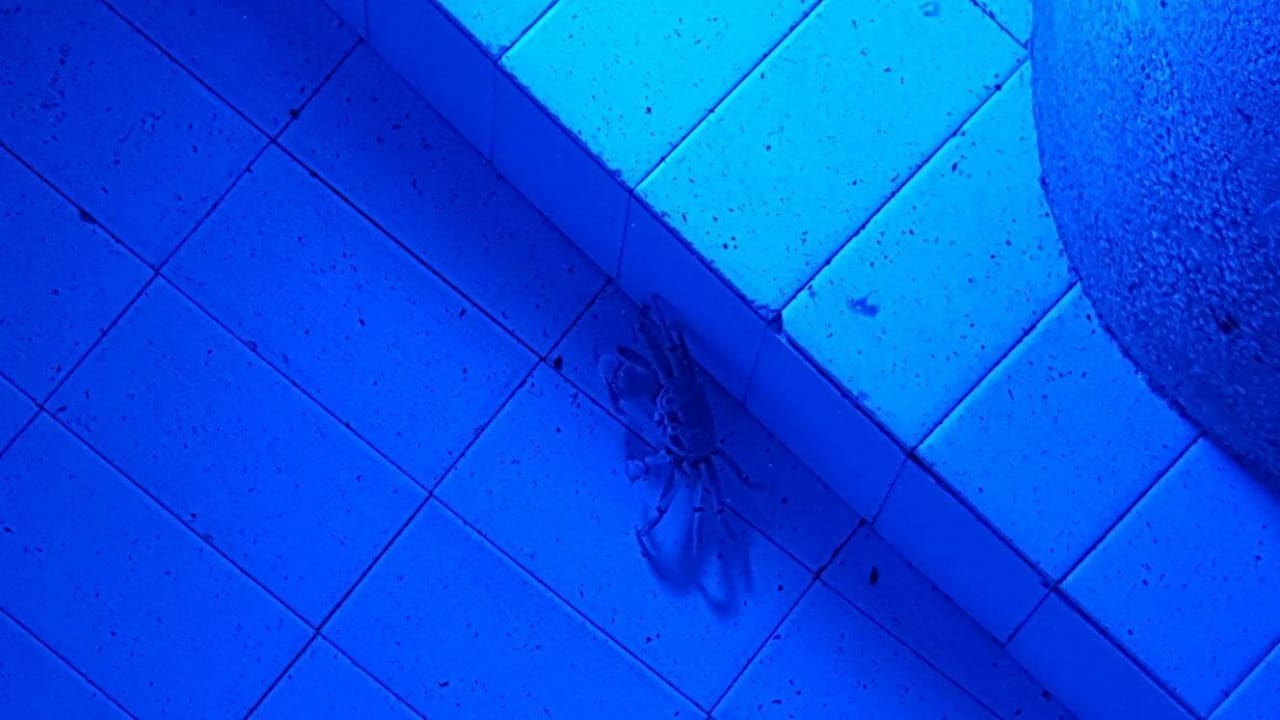 Der verirrte Mr. Krabs Hotel Traveller's Club