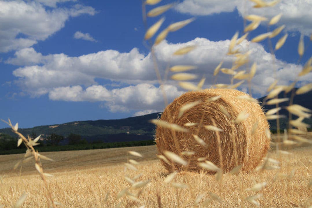 Trebbiatura Agriturismo Podere del Vescovo