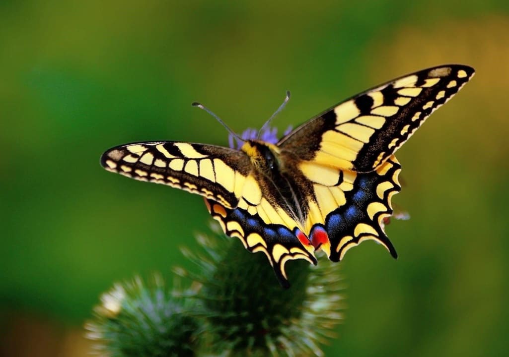 Schwalbenschwanz im Garten Pension Landhaus Machold