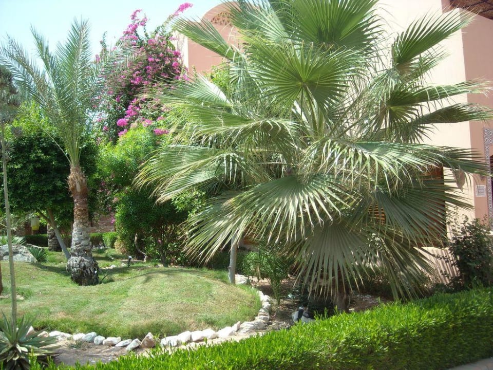 Makadi Oasis Jaz Makadi Oasis Resort