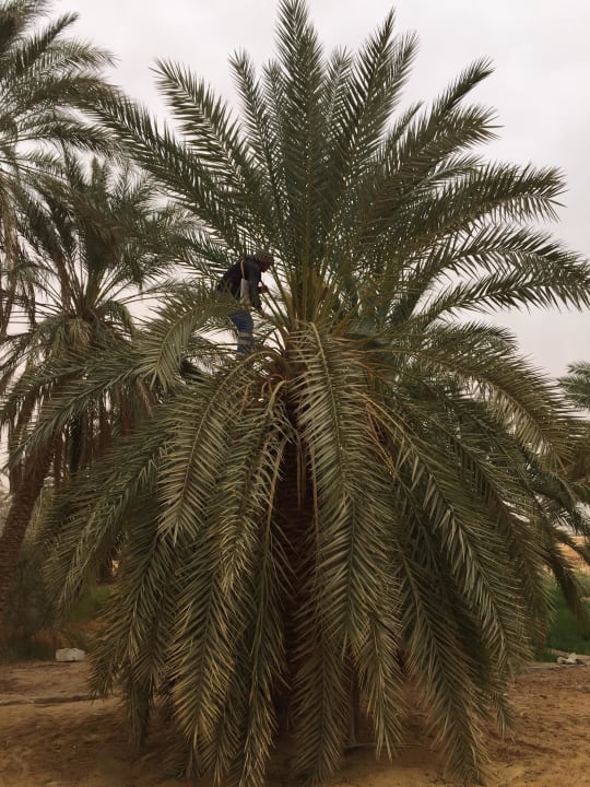 Arbeiter beim Datteln pflücken Adrere Amellal Eco Lodge