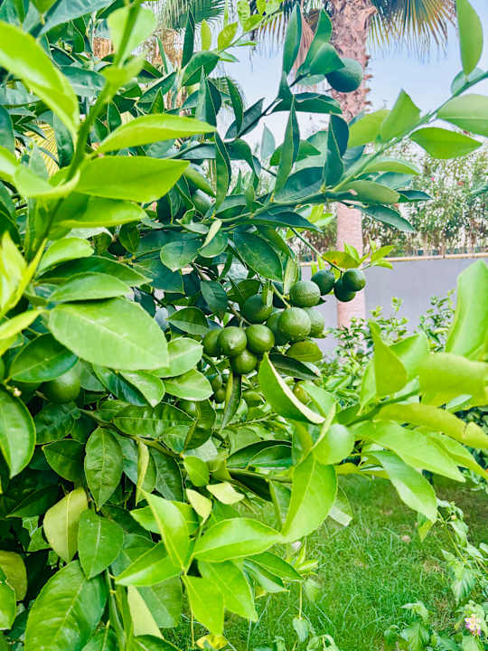 Gartenanlage Mylome Luxury Hotel & Resort