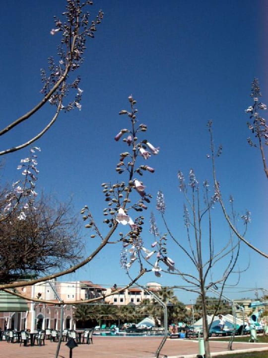 Frühling in der Türkei Megasaray Club Belek