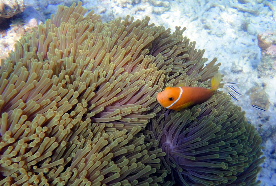 Sport & Freizeit Embudu Village