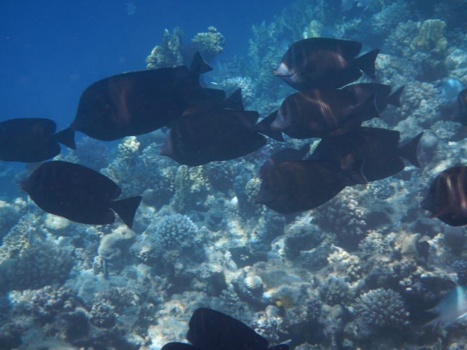 Snorkel Prima Life Makadi Resort