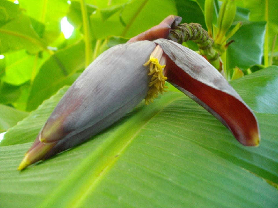 Bananenblüte Emelda Sun Club