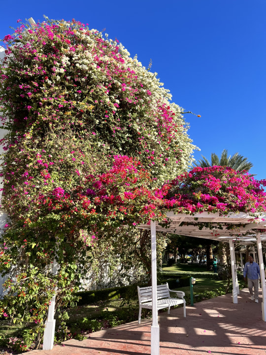 Gartenanlage Desert Rose