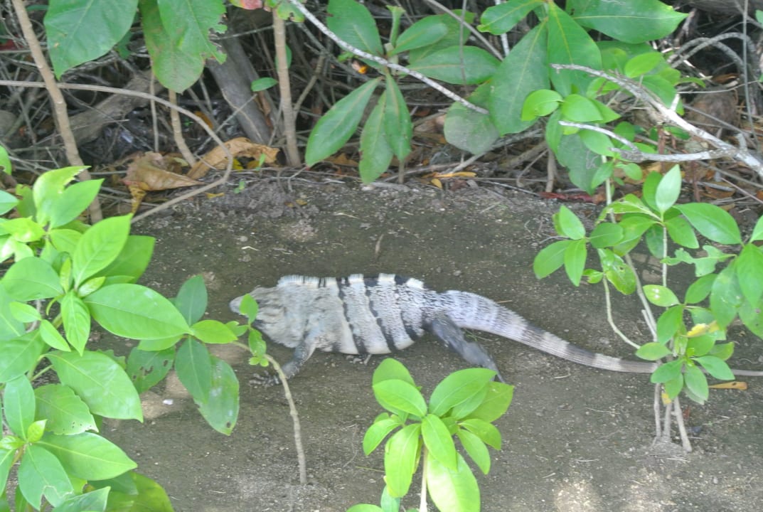 Leguan im Hotel Akumal Bay Beach & Wellness Resort