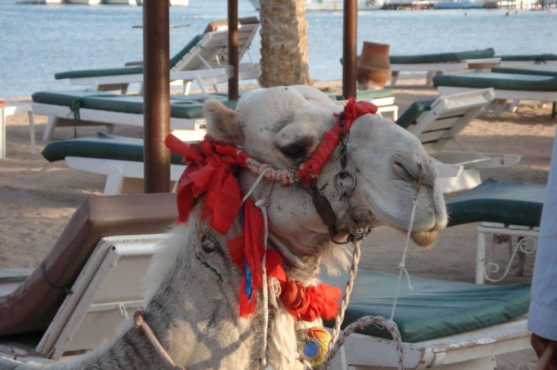 Oscar das Kamel Giftun Azur Resort
