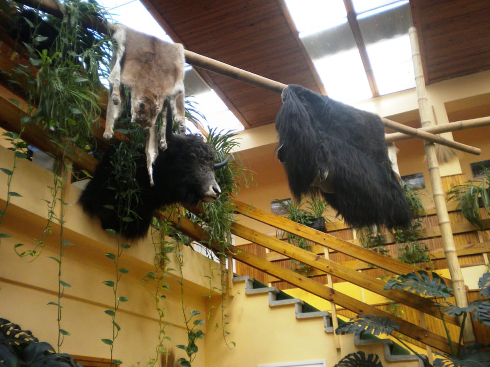 Hotel Jungle Hotel Dzsungel