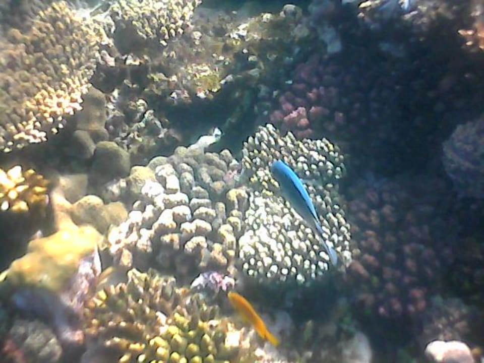 Strand Pickalbatros Citadel Resort